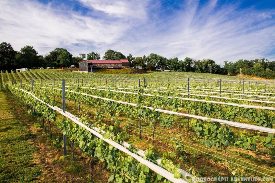 Vineyard grounds