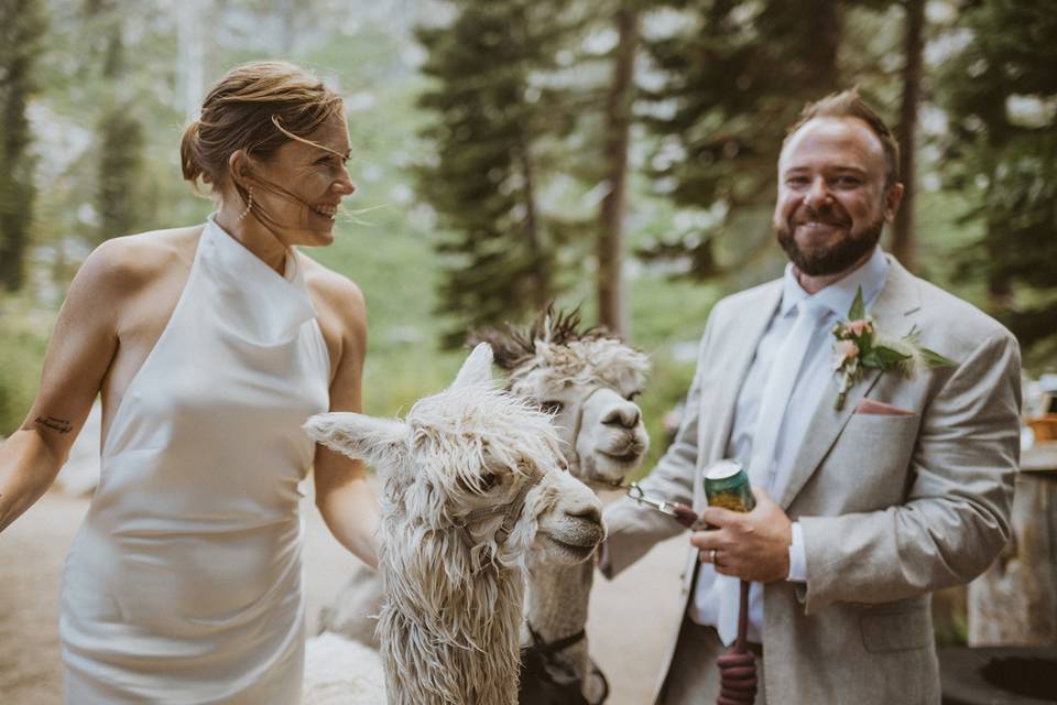 Alpacas