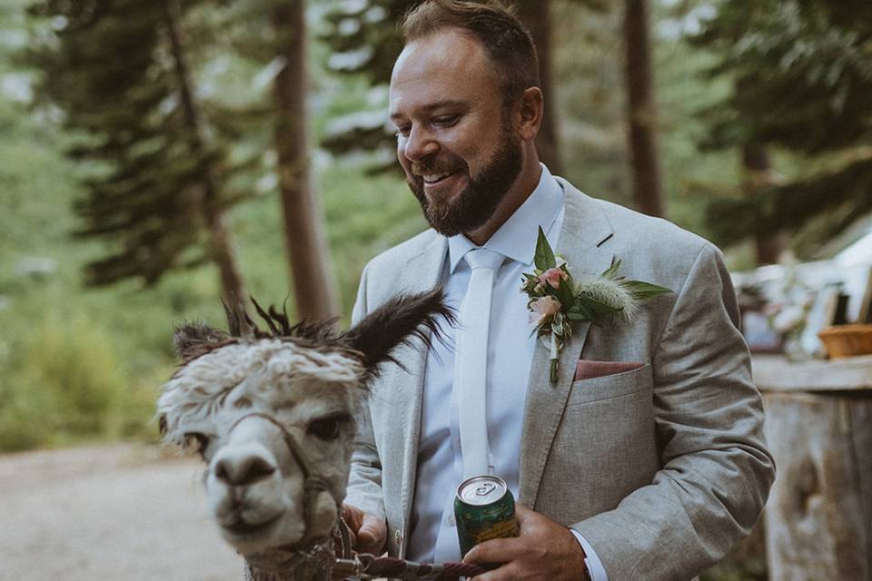 Beer Alpaca
