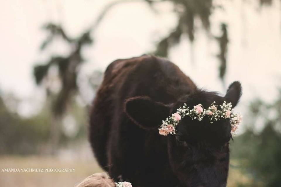 Yes, I made a crown for a cow! Mini photo sessions for Amanda Yachmetz Photography.