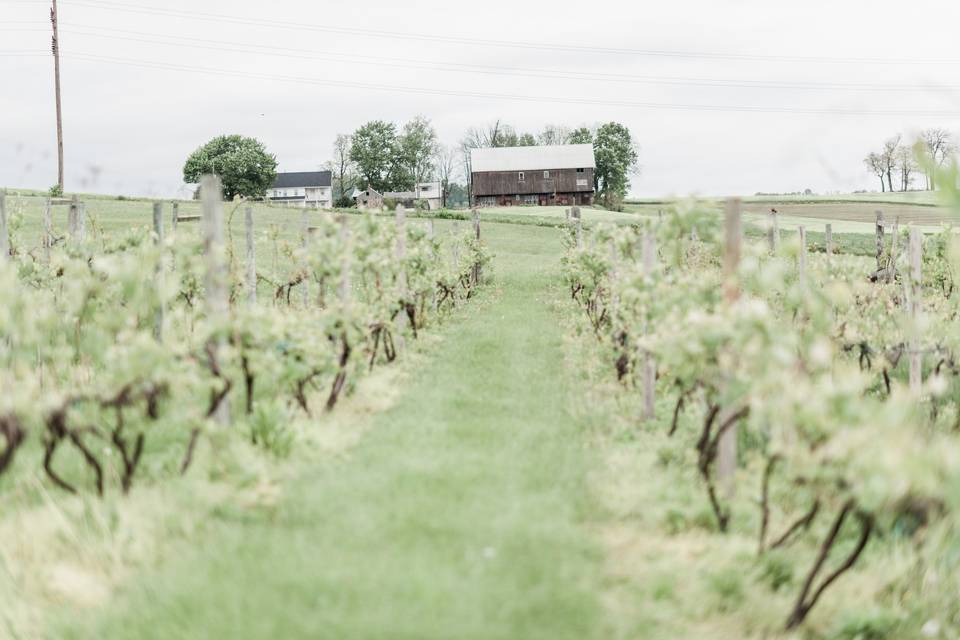 The Vineyard and Brewery at Hershey