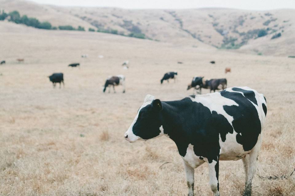 Cow