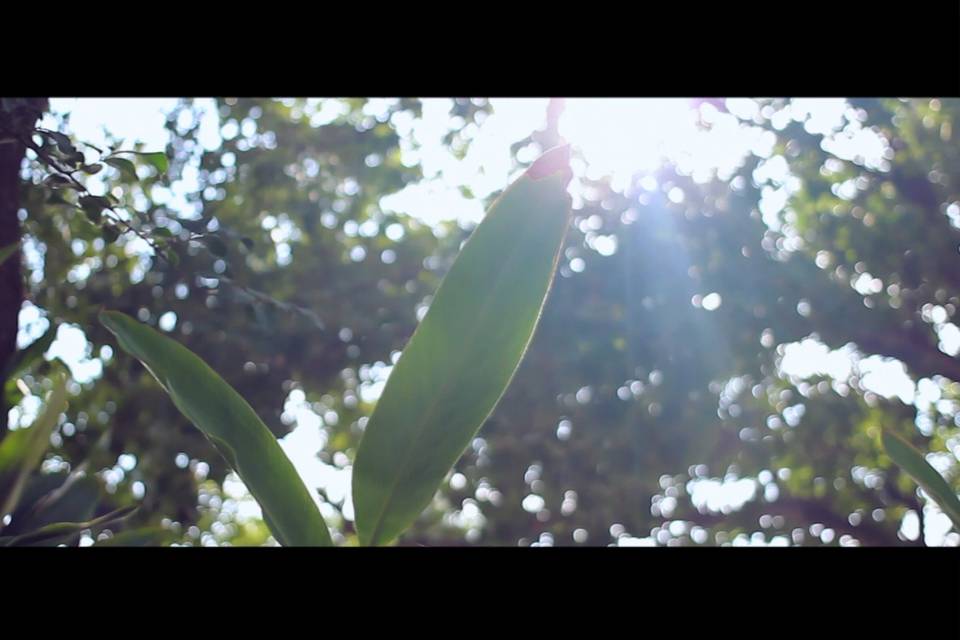 Light passing through leaves - Blazing Glory Productions