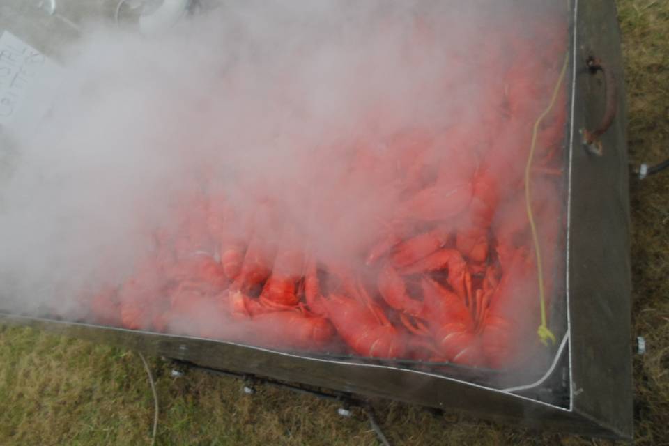 300+ steamed lobsters in our big cooker.
