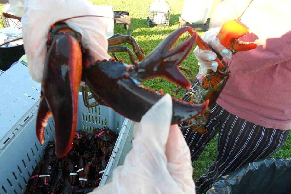 Local Maine Lobster. The claws are banded by the lobster fishermen so the lobsters can't hurt each other in the lobster crates.