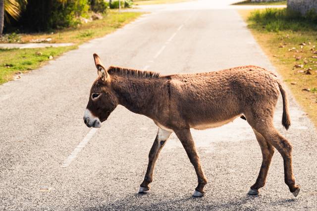 Donkey residents