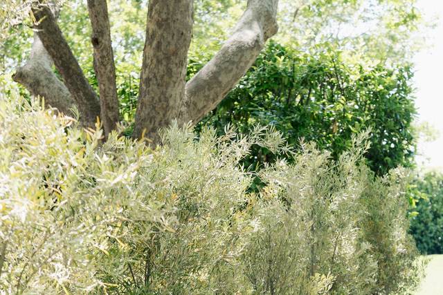 Olea Event