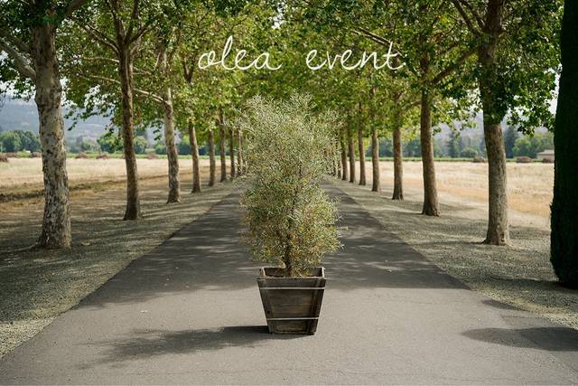 Olea Event