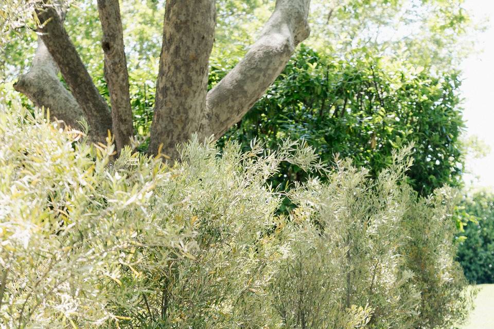 Olea Event