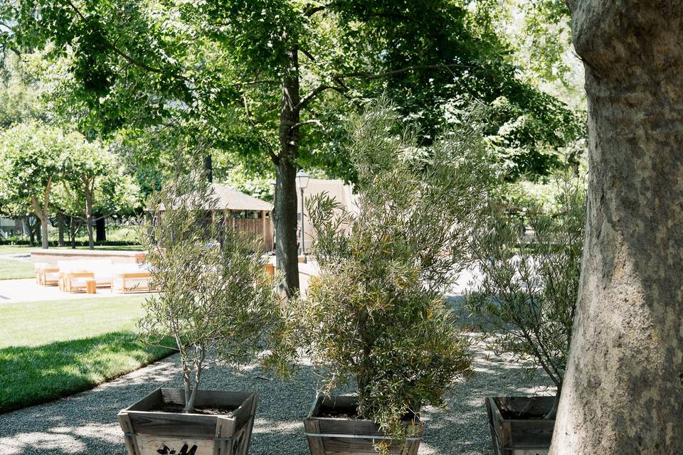 Olea Event