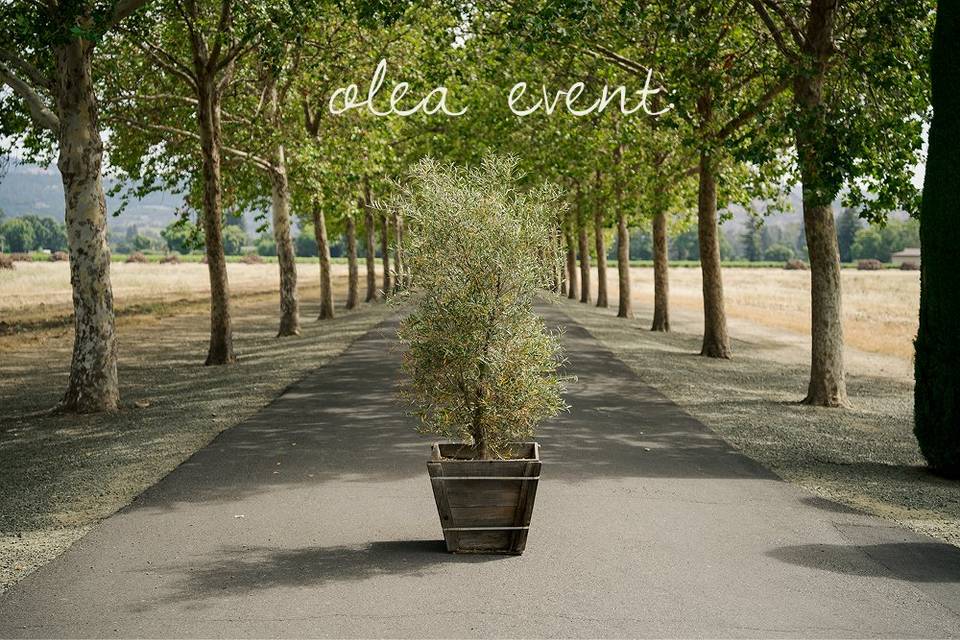Olea Event