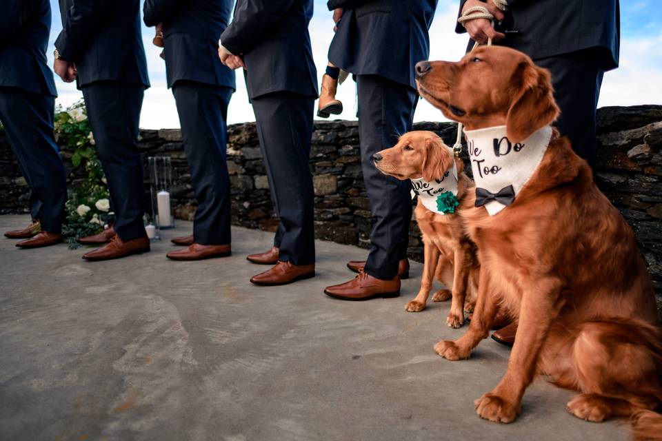 Dogs at weddings