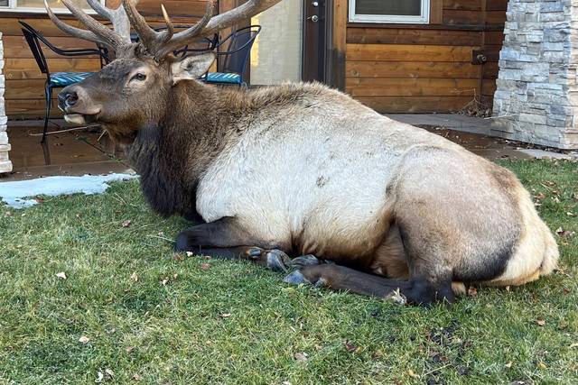 Elk on property