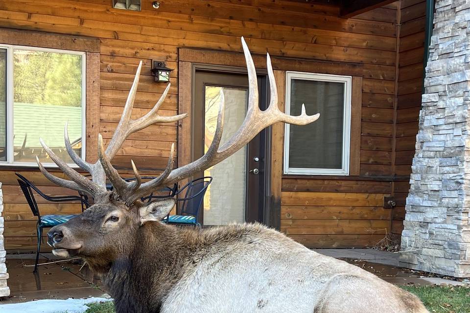 Elk on property