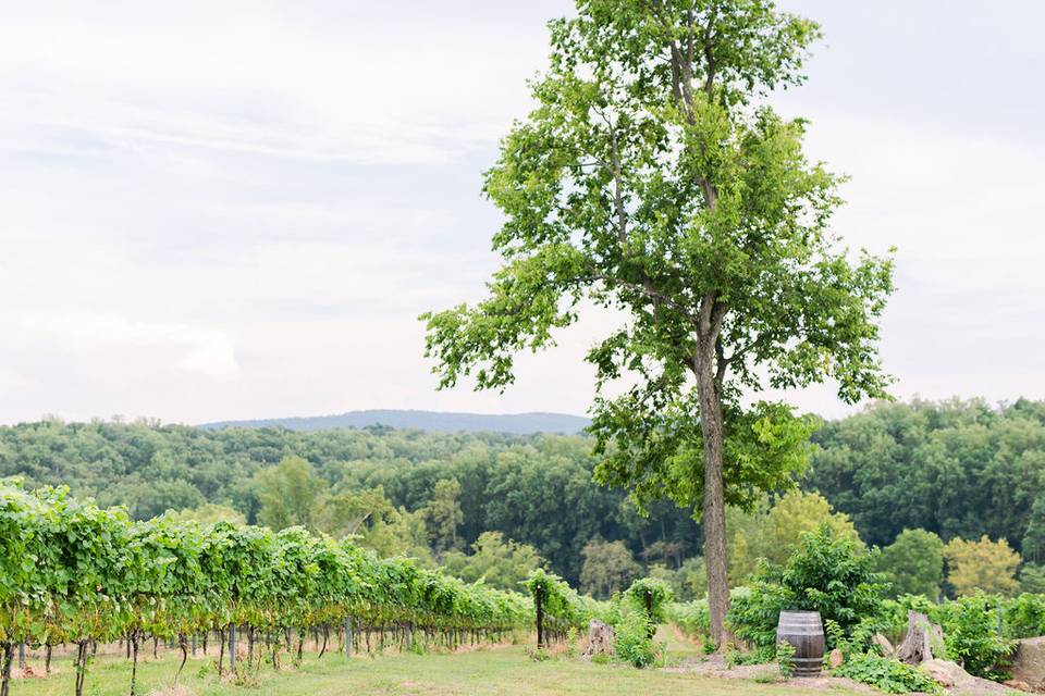 Ceremony Site in the Vines