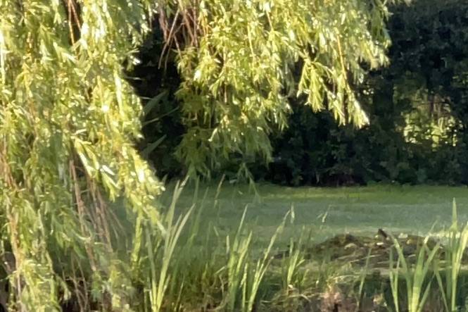 Mallard duck enjoying the pond