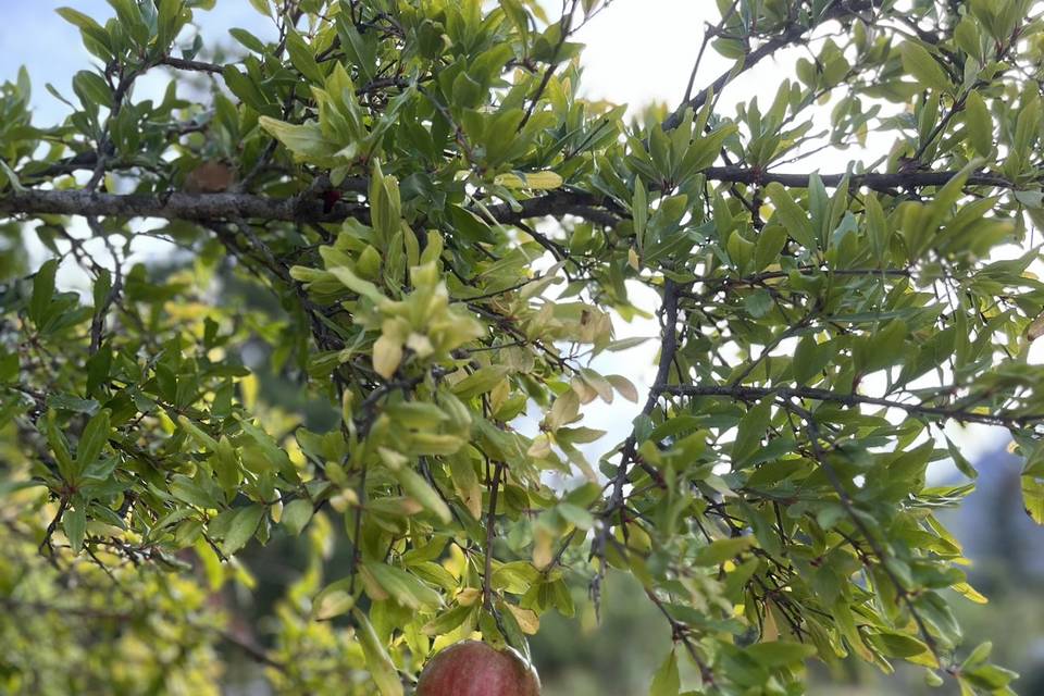 Many fruit trees