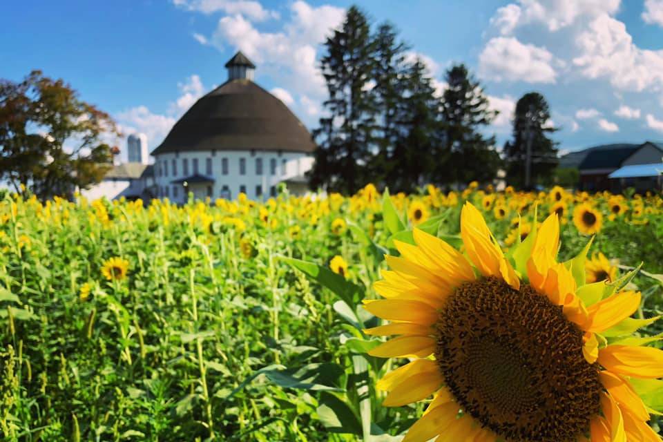 Sunflower field