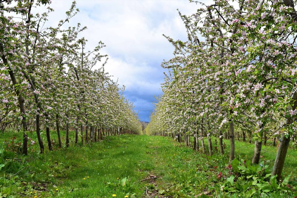 Orchard Blossoms