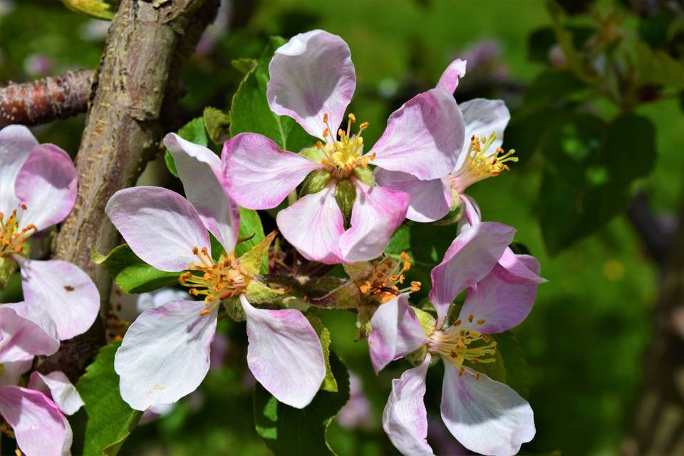 Blossoms