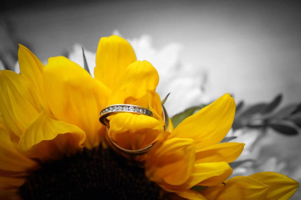 Lynne Davis Photography