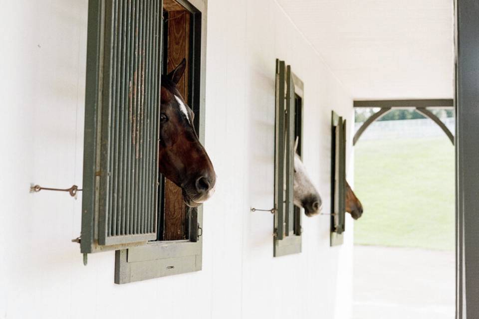 Horses