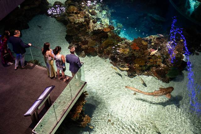 Black Tip Reef
