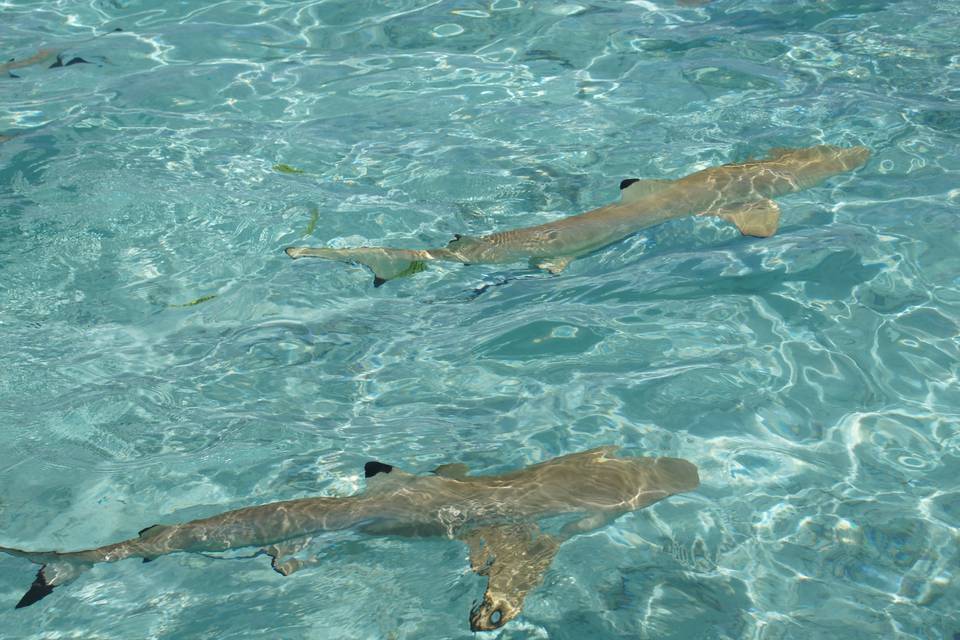 The friendly sharks of Bora Bora