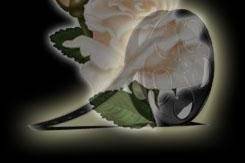 Everything's Coming Up Roses LLC, Special Event Videography