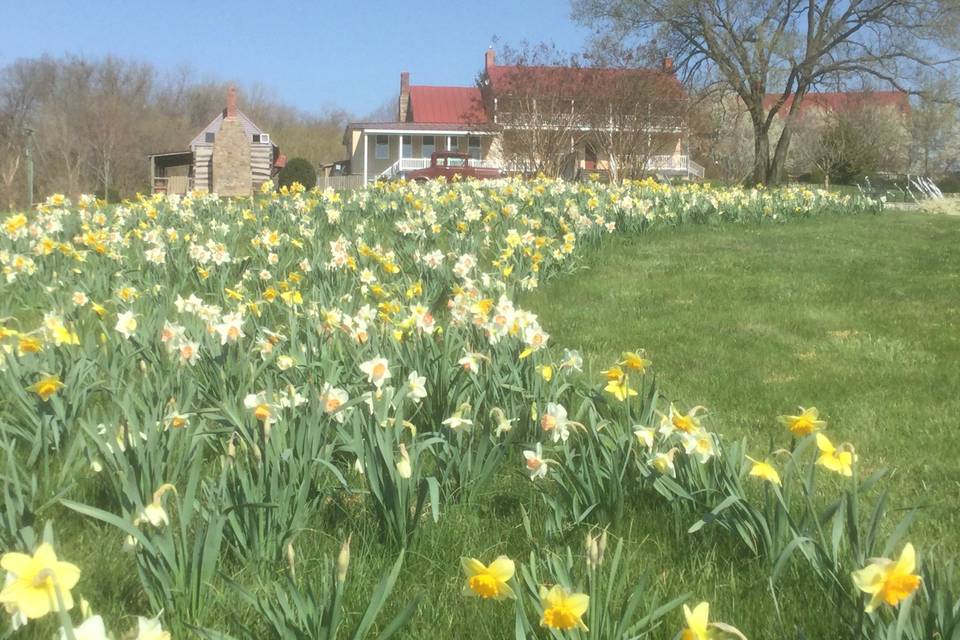 Springtime Daffodils