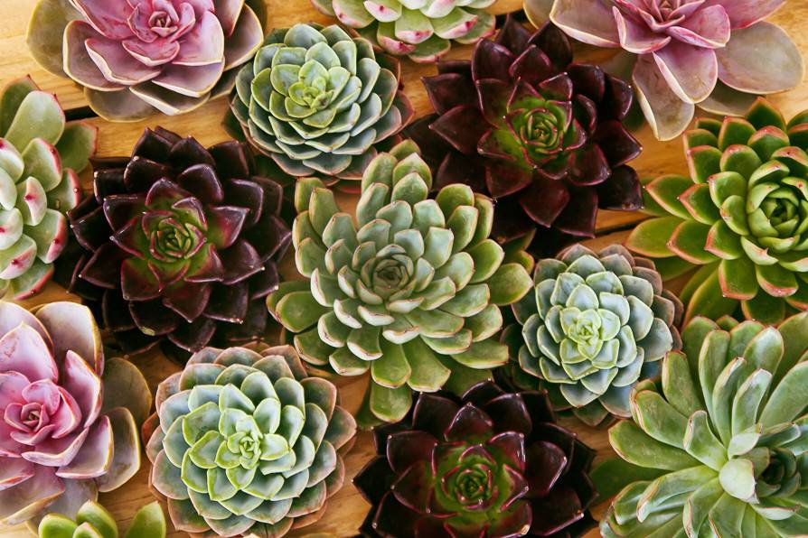 Succulents