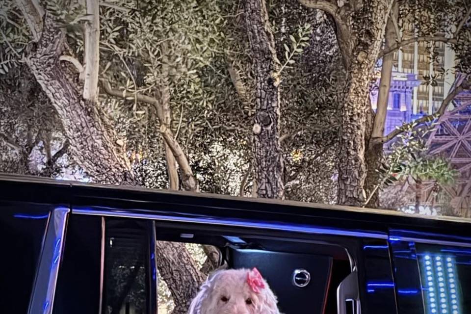 Pet-Friendly - Call to Reserve