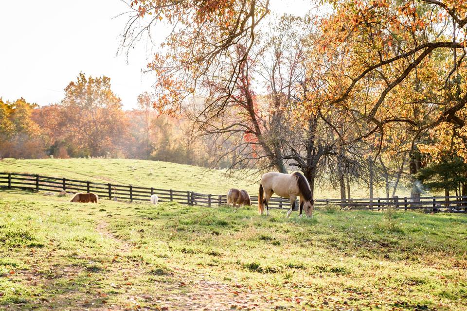 Mount Hebron Farm