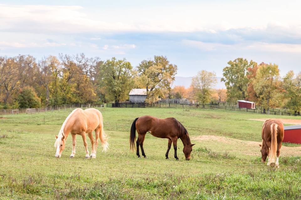 Mount Hebron Farm