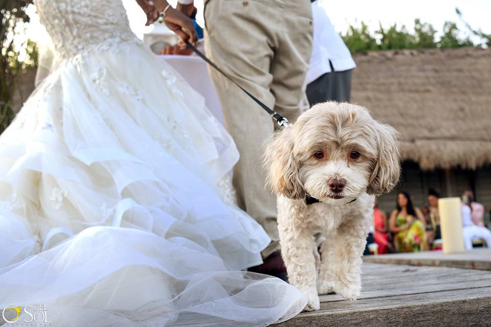 Doggie Best Man!