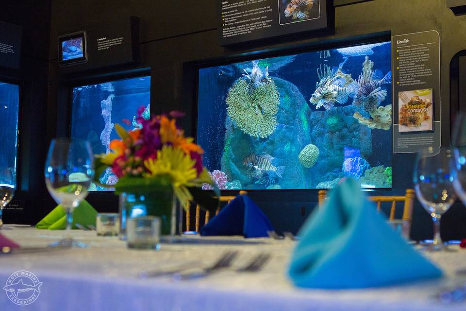 Indoor Aquarium Gallery