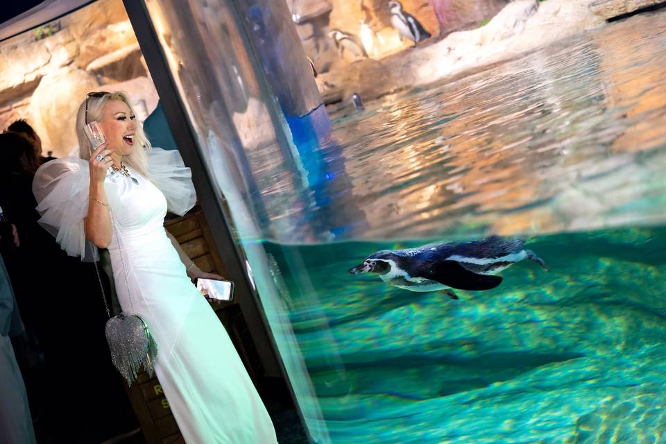 Indo Pacific Gallery - Penguin