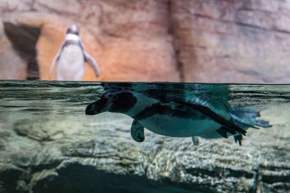 Indo Pacific Gallery - Penguin