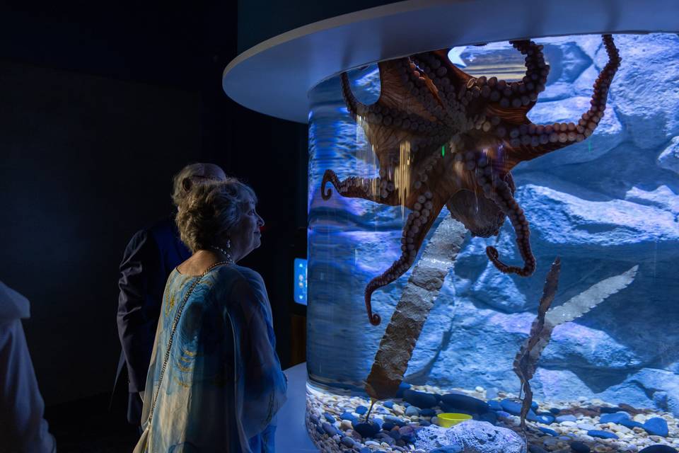 Indo Pacific Gallery - Octopus