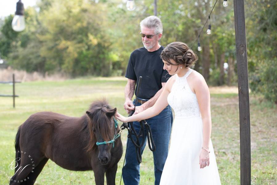 Willow our mini horse