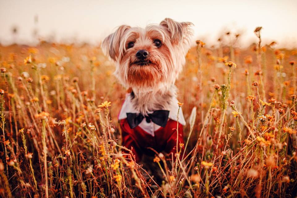 Dog wedding