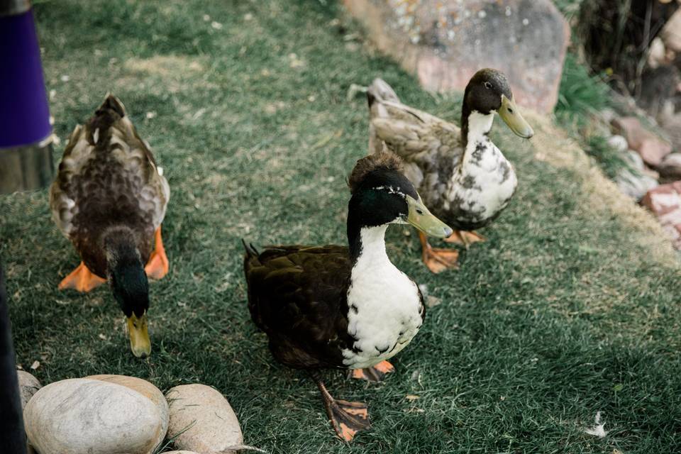Resident ducks