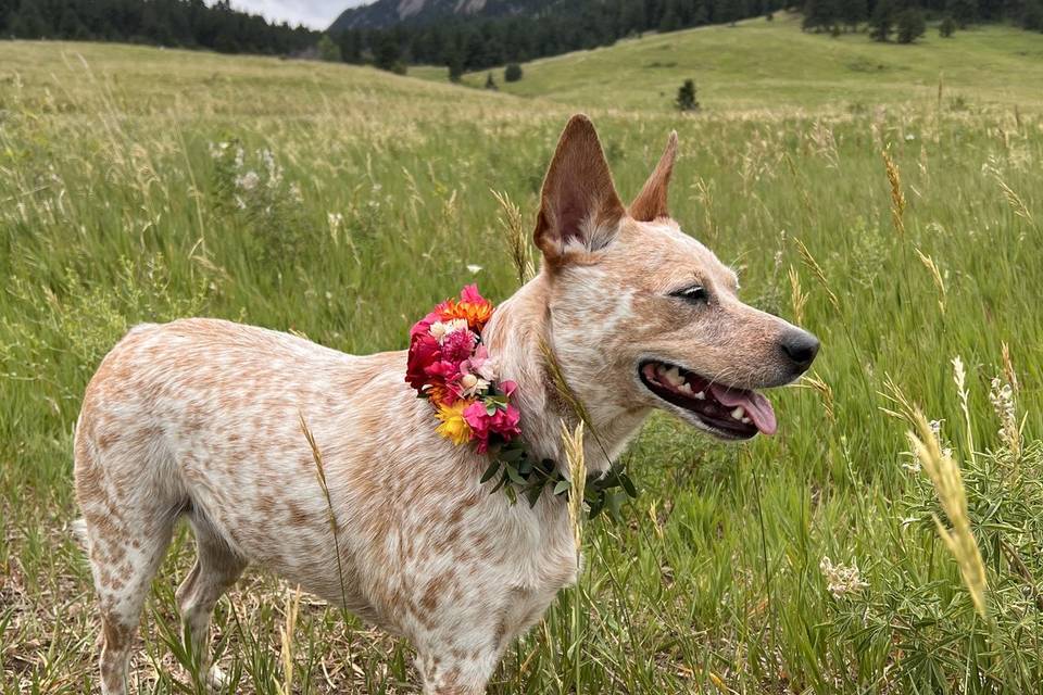 Furry Friend Floral Collar