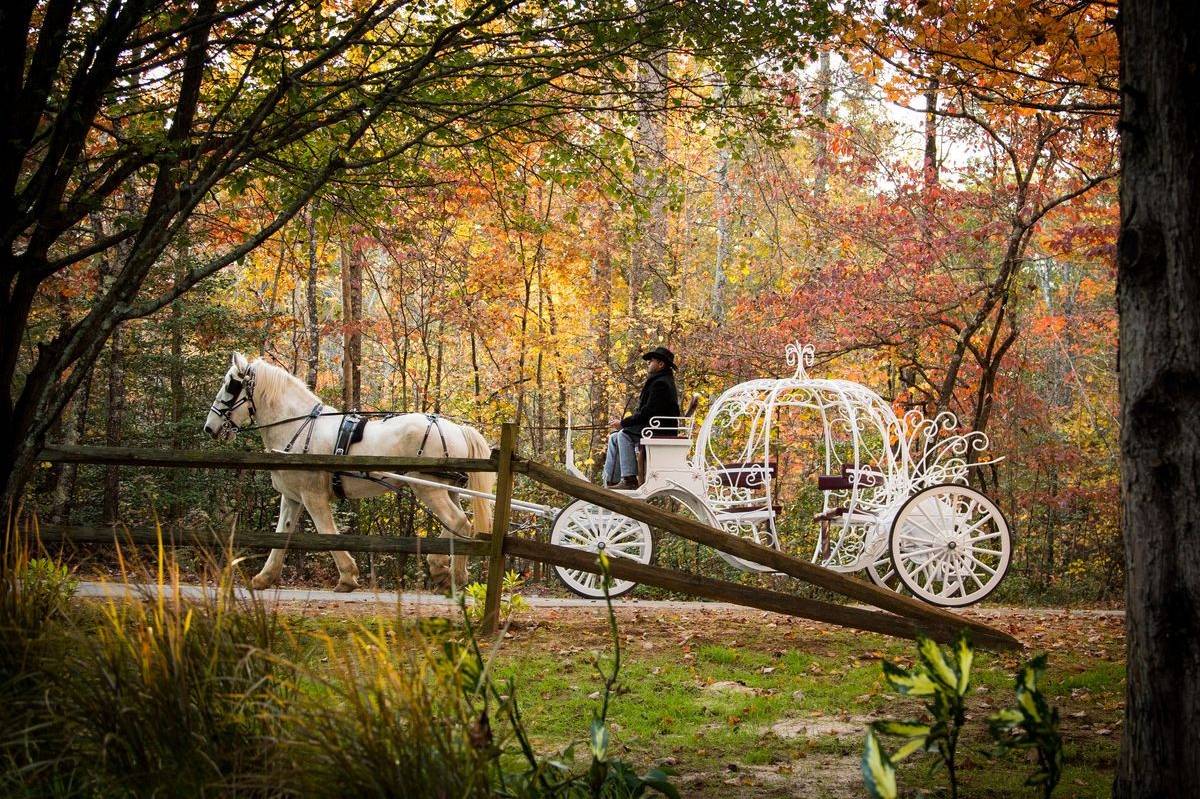 Forrest Hills Mountain Resort - Reviews, Photos & Deals 2026
