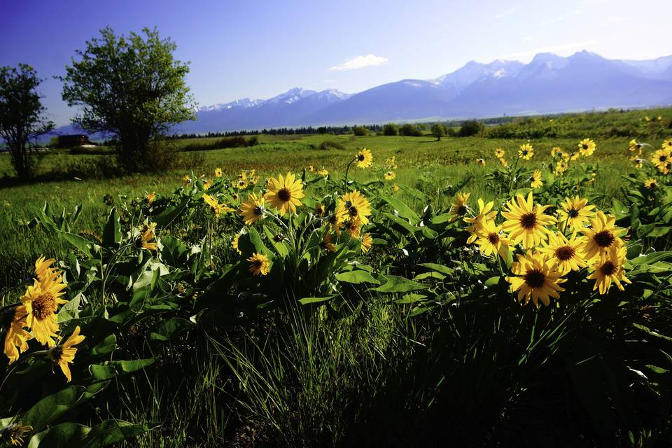 Sunflowers bloom