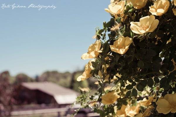 Kate Gibson Photography