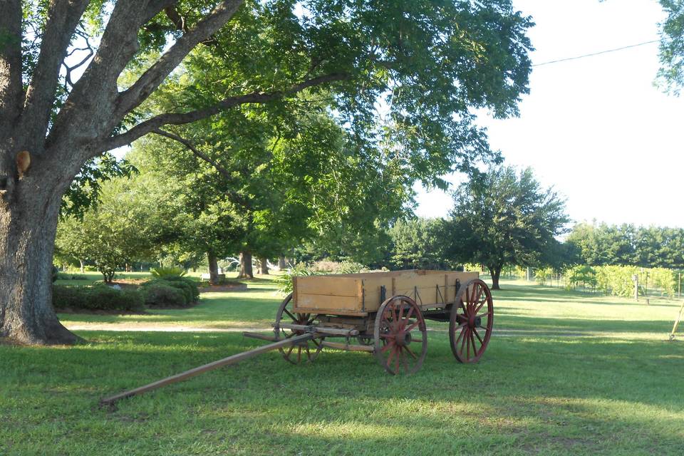 Wagon at Cottontop