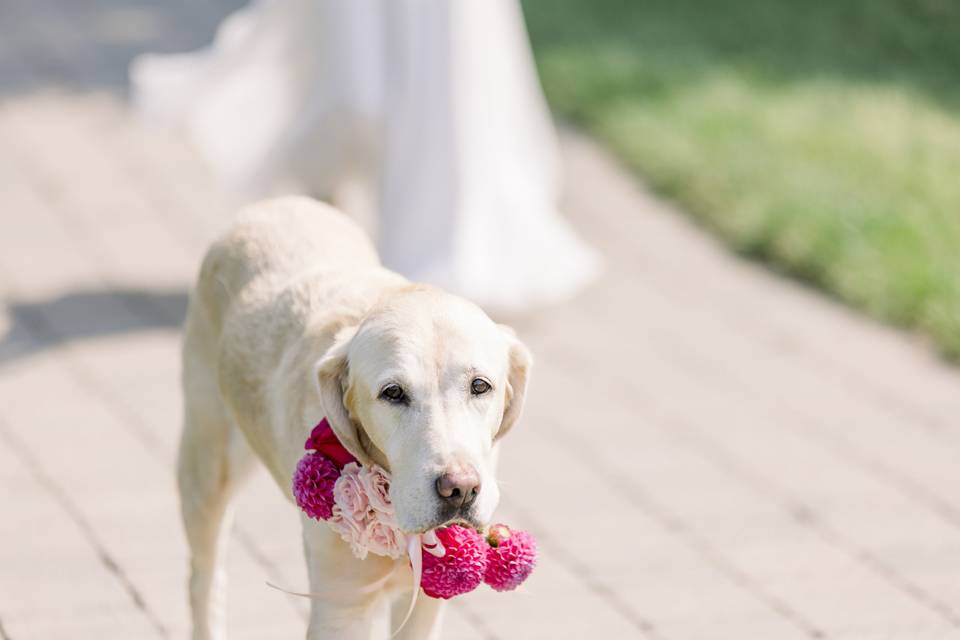 Pet-Friendly Weddings/Suites