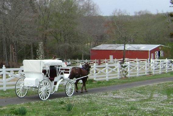 Delilah and wedding carriage