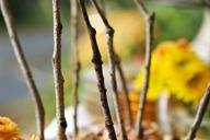 Fall tablescape